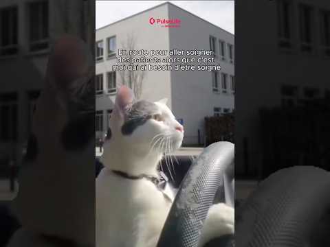 Desfois c’est compliqué 🥲 Télécharger PulseLife ➡️ lien en bio #santé #humour #medmeme #meme #chat